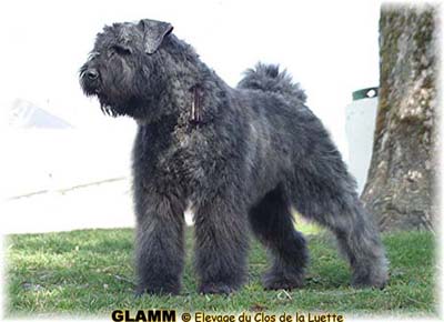 GLAMM &copy; Elevage de bouviers des flandres du Clos de la Luette specialis&eacute; pour le bouvier des flandres Copyrigth depose